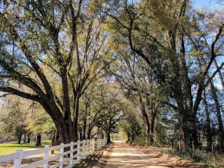 Beautiful Beau Chêne